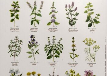 Estas son las láminas y marcapáginas de la flora aromática valenciana