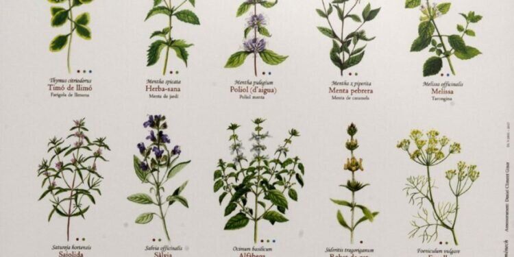 Estas son las láminas y marcapáginas de la flora aromática valenciana