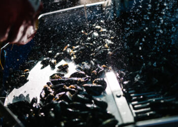 Cerveza Turia apoya la temporada de clóchina valenciana con su proyecto ‘Temps de clòtxina’