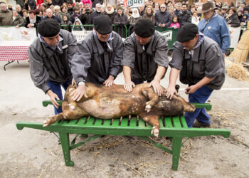 De porc,puercos, puercas .Bous y bueyes-bueyas- toros y toras