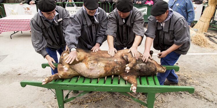 De porc,puercos, puercas .Bous y bueyes-bueyas- toros y toras