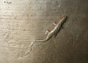 La campana “El Manuel” de la torre del Miguelete de la Catedral de Valencia cumple cuatrocientos años de su fundición en el siglo XVII