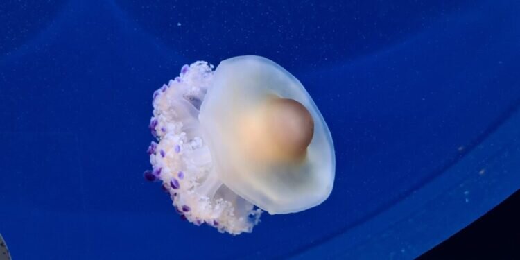 Oceanogràfic València, el mayor acuario de Europa. ecosistemas marinos