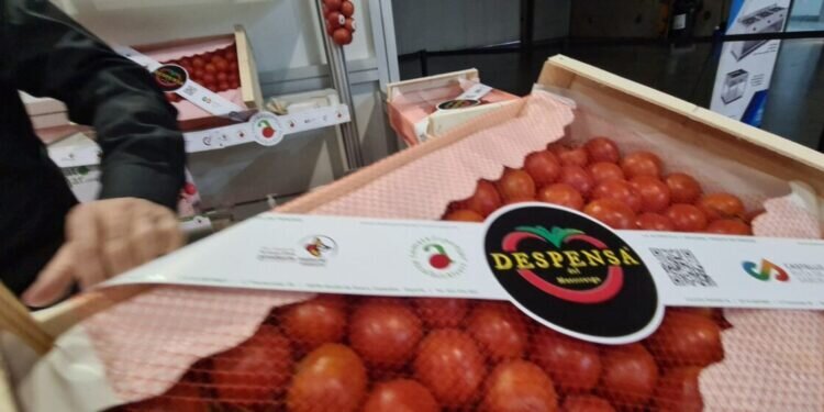 Historia del Tomate de Colgar «Tomata de Penjar» de Alcala de Xivert