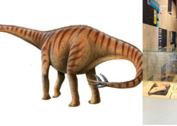 Elche expone restos del «lagarto portador de espinas», el dinosaurio que confundió a los investigadores