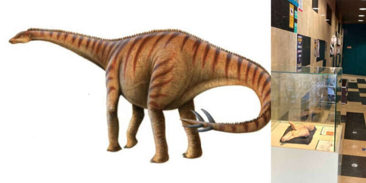 Elche expone restos del «lagarto portador de espinas», el dinosaurio que confundió a los investigadores