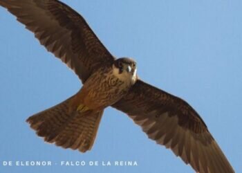 El halcón de Eleonora sale del Catálogo de Especies de Fauna Amenazadas de la Comunitat Valenciana