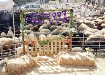 VIII gastromercado y VII jornadas pastoreo de montaña