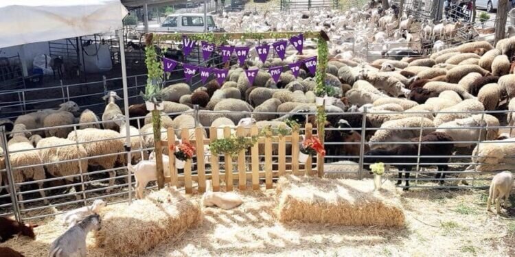 VIII gastromercado y VII jornadas pastoreo de montaña