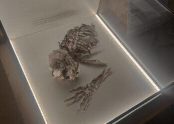 El enterramiento neandertal más antiguo de la Península Ibérica «está ya en su casa» del Museu de Prehistòria