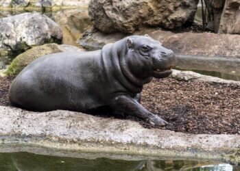 Con motivo del Día del Hipopótamo, BIOPARC Valencia destaca la existencia de dos especies