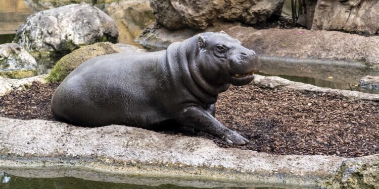 Con motivo del Día del Hipopótamo, BIOPARC Valencia destaca la existencia de dos especies
