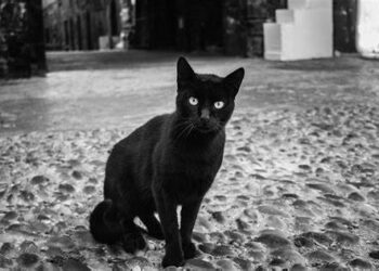 Las misteriosas leyendas detrás del Mercado Central de Valencia: descubre los secretos ocultos tras su historia