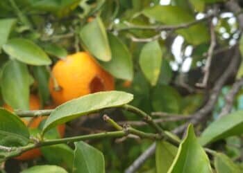 Por qué las naranjas de las calles de Valencia no se pueden comer: una cuestión de especie y entorno urbano
