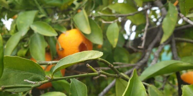 Por qué las naranjas de las calles de Valencia no se pueden comer: una cuestión de especie y entorno urbano