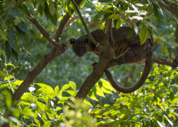 BIOPARC Valencia forma una nueva pareja de fosas, el rarísimo depredador dominante de Madagascar