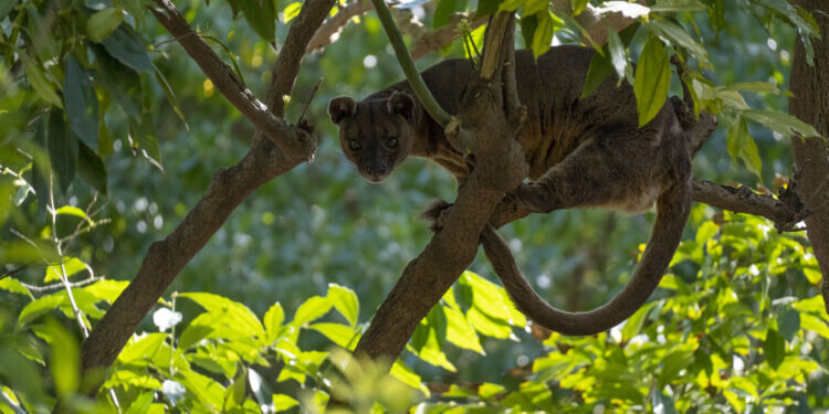 BIOPARC Valencia forma una nueva pareja de fosas, el rarísimo depredador dominante de Madagascar
