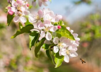 Pink Lady® lleva a Valencia su campaña Bee Pink sobre la importancia de las abejas en la polinización