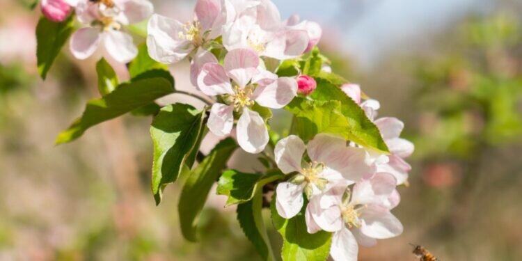 Pink Lady® lleva a Valencia su campaña Bee Pink sobre la importancia de las abejas en la polinización