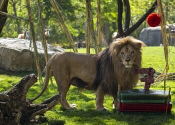 BIOPARC Valencia celebra el 7º aniversario del rey de la sabana