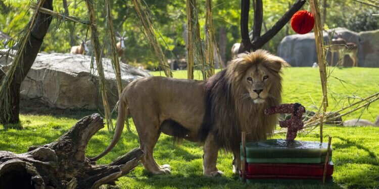 BIOPARC Valencia celebra el 7º aniversario del rey de la sabana