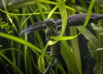 BIOPARC Valencia participa en la conservación y reintroducción del “ofegabous” o gallipato, uno de los anfibios más amenazados de la Comunitat