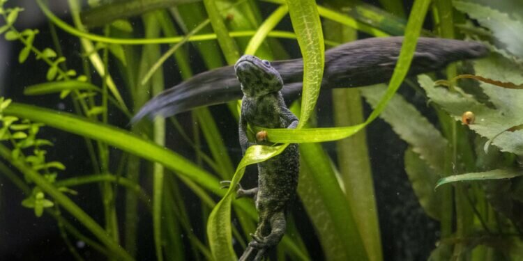 BIOPARC Valencia participa en la conservación y reintroducción del “ofegabous” o gallipato, uno de los anfibios más amenazados de la Comunitat