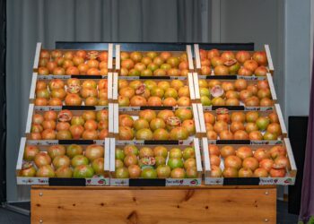 Los primeros 50kg de la temporada de tomate de El Perelló se adjudican en una subasta benéfica por 2600€