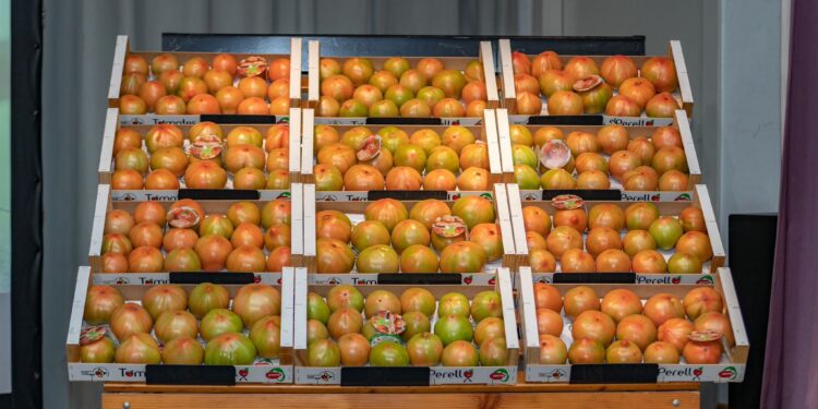 Los primeros 50kg de la temporada de tomate de El Perelló se adjudican en una subasta benéfica por 2600€
