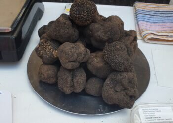 El Oro Negro de Barracas, Castellón: Descubriendo el Mundo Subterráneo de la Trufa Negra