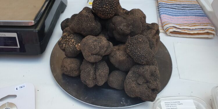 El Oro Negro de Barracas, Castellón: Descubriendo el Mundo Subterráneo de la Trufa Negra