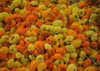 Batalla de Flores; Comprueba aquí tus números en el sorteo