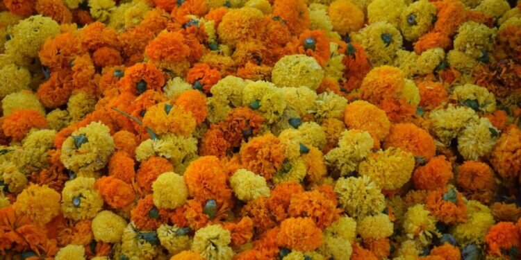 Batalla de Flores; Comprueba aquí tus números en el sorteo