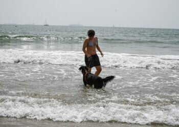 Las mejores playas para perros por Valencia: Disfruta del verano junto a tu fiel compañero