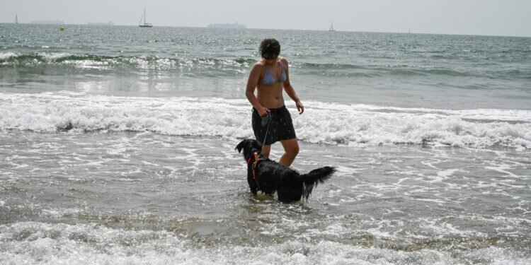 Las mejores playas para perros por Valencia: Disfruta del verano junto a tu fiel compañero