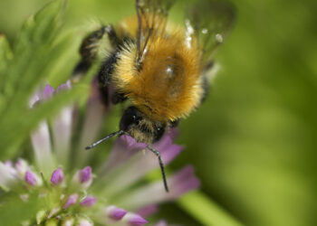 ¿Qué significa o es «borinot»?