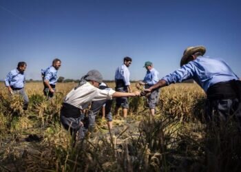 La Fiesta de la Siega en el Puerto de Catarroja Celebra su Décima Edición con Gran Afluencia