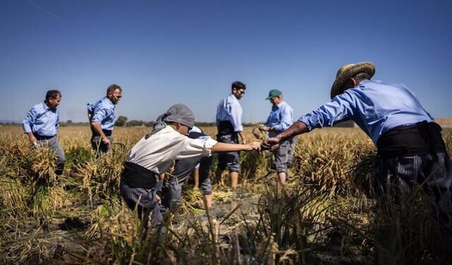 La Fiesta de la Siega en el Puerto de Catarroja Celebra su Décima Edición con Gran Afluencia