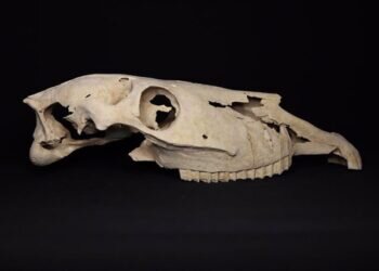 Restauración de Cráneos de Équidos de la Villa Romana Revela Secretos del Pasado en Villena