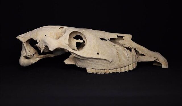 Restauración de Cráneos de Équidos de la Villa Romana Revela Secretos del Pasado en Villena