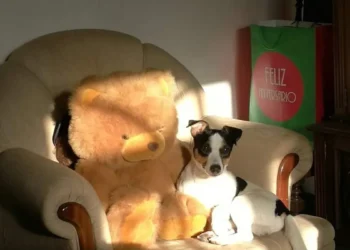 Desesperada Búsqueda en Valencia: 1.000 Euros por el Retorno de ‘Zorro’, su perro de raza Jack Russell