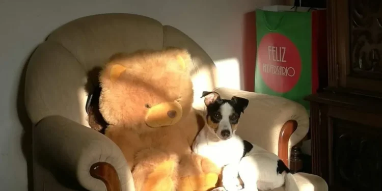 Desesperada Búsqueda en Valencia: 1.000 Euros por el Retorno de ‘Zorro’, su perro de raza Jack Russell