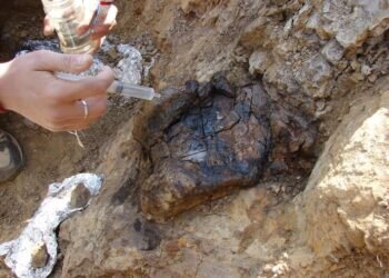 Descubrimiento de un Diente de Dinosaurio en Morella Reescribe la Historia Prehistórica de Castellón