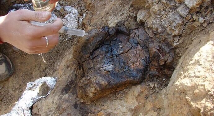 Descubrimiento de un Diente de Dinosaurio en Morella Reescribe la Historia Prehistórica de Castellón