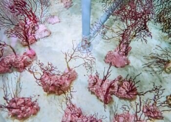 El Oceanogràfic de Valencia recupera 30 corales gorgonia roja atrapados en redes de pesca en Castellón